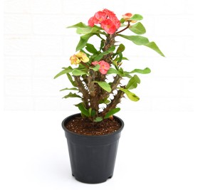 Euphorbia (Peach) 